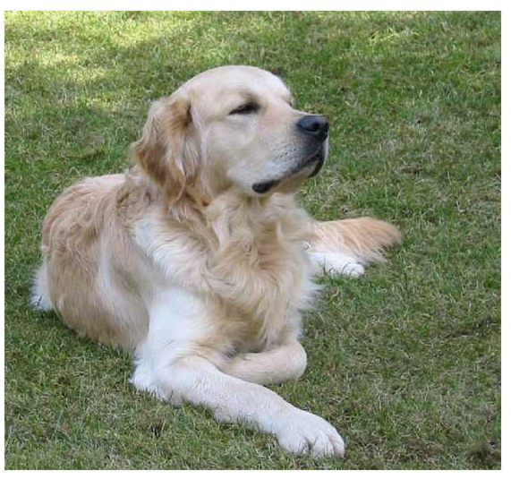 a golden retriever