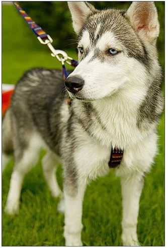 McCluskey the husky